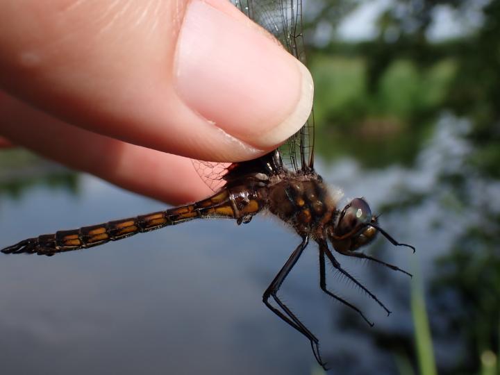 Photo of Common Baskettail