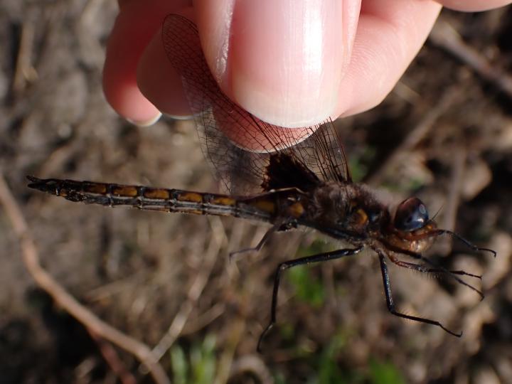 Photo of Common Baskettail