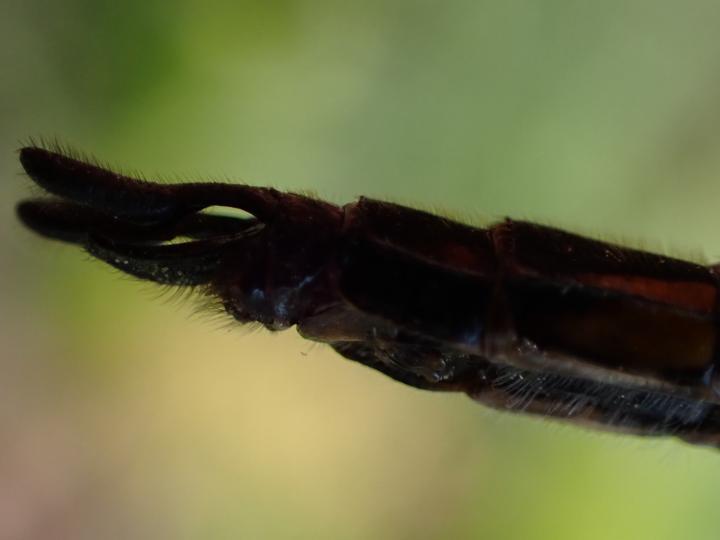 Photo of Common Baskettail