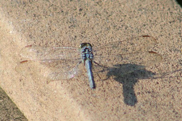 Photo of Eastern Pondhawk