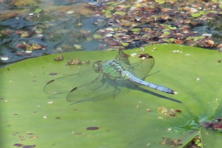 Photo of Eastern Pondhawk