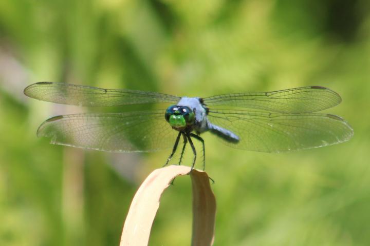 Photo of Eastern Pondhawk