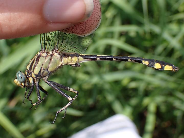 Photo of Midland Clubtail