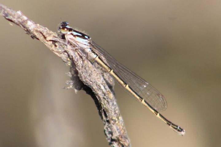 Photo of Fragile Forktail