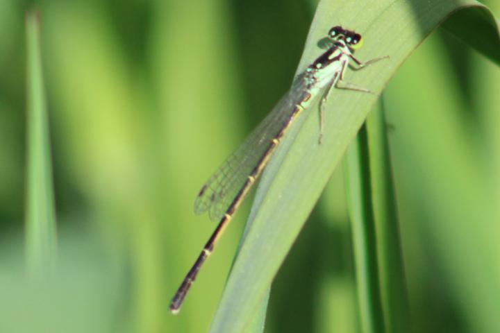 Photo of Fragile Forktail