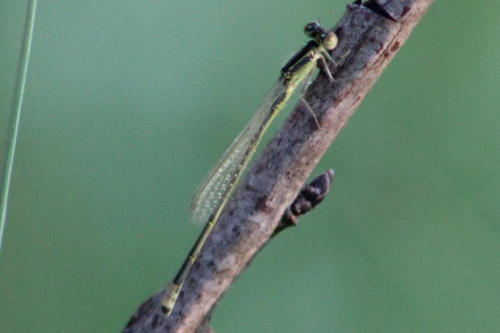 Photo of Eastern Forktail