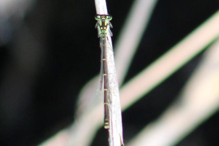 Photo of Fragile Forktail