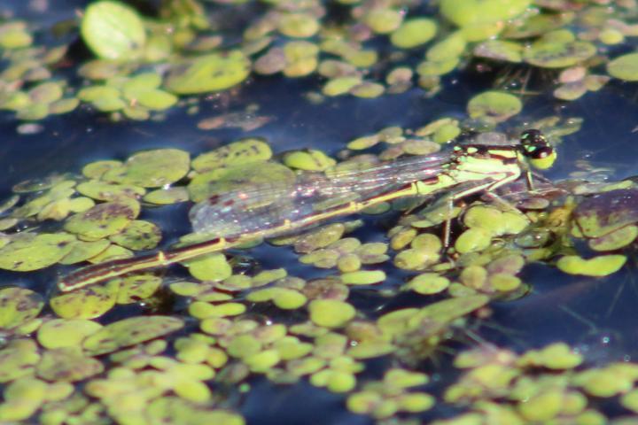 Photo of Fragile Forktail