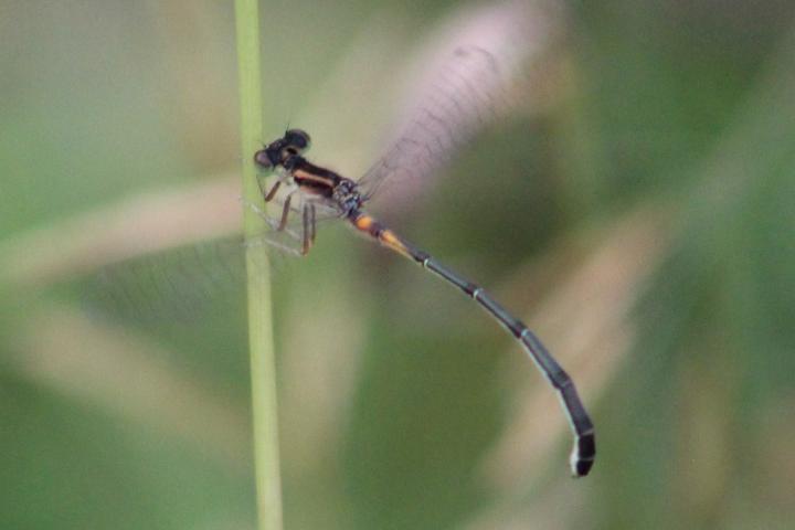 Photo of Eastern Forktail