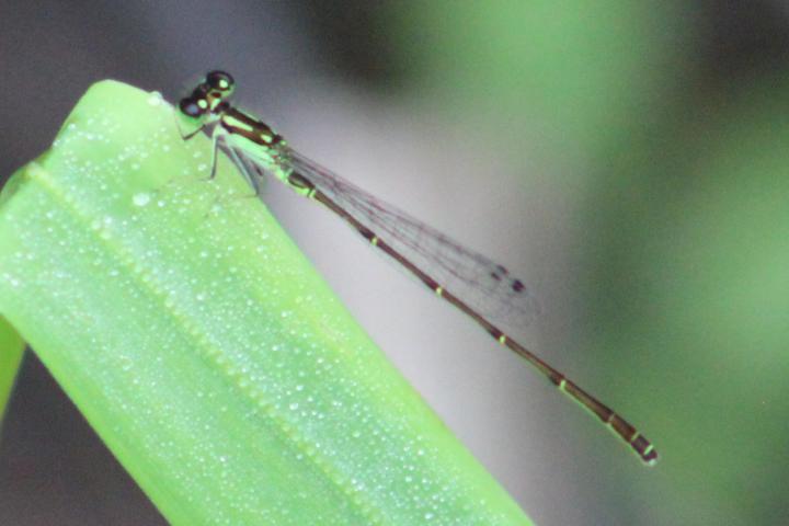 Photo of Fragile Forktail