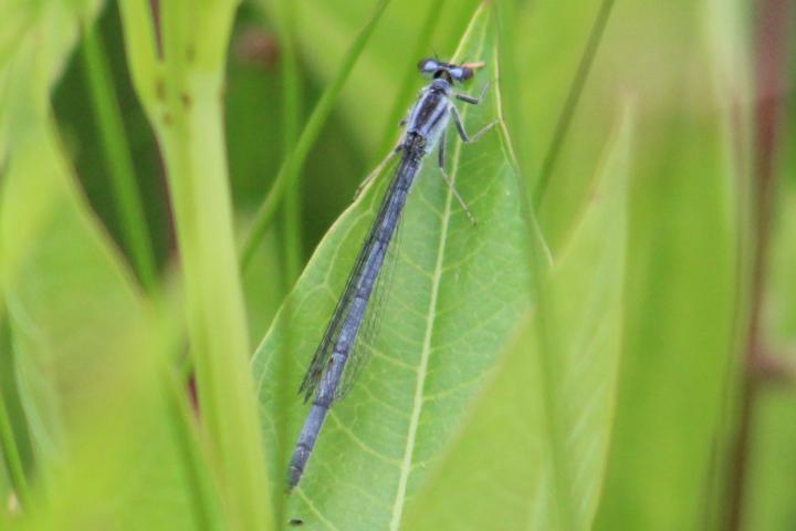 Photo of Eastern Forktail