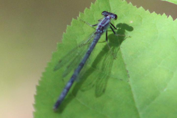 Photo of Eastern Forktail