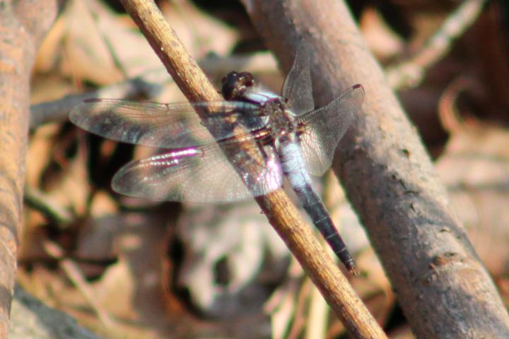 Photo of Chalk-fronted Corporal