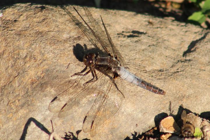 Photo of Chalk-fronted Corporal