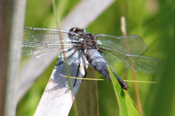 Photo of Chalk-fronted Corporal