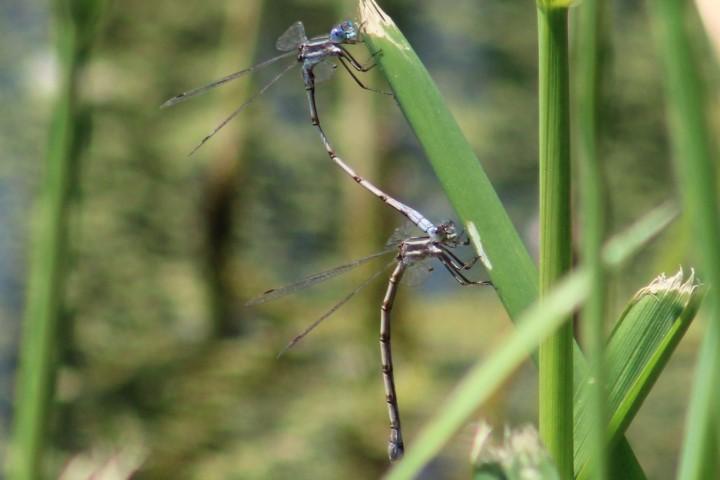 Photo of Southern Spreadwing