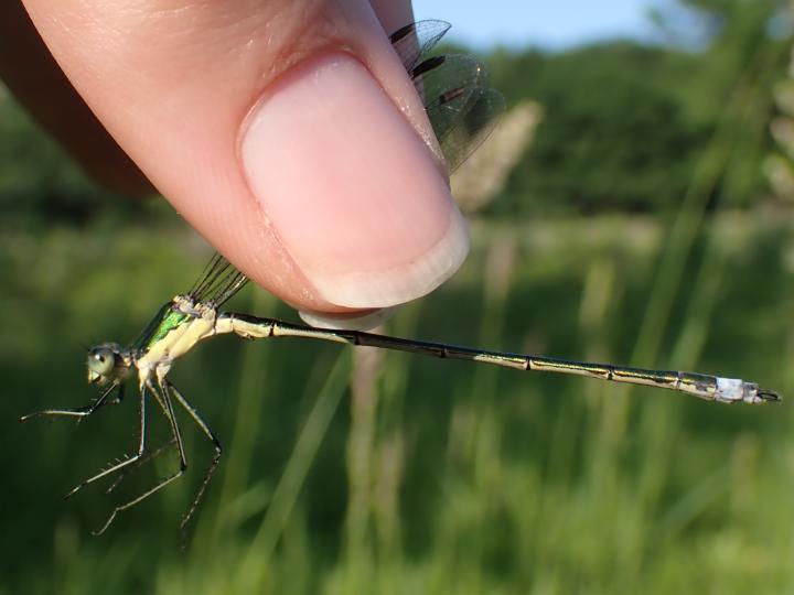 Photo of Elegant Spreadwing