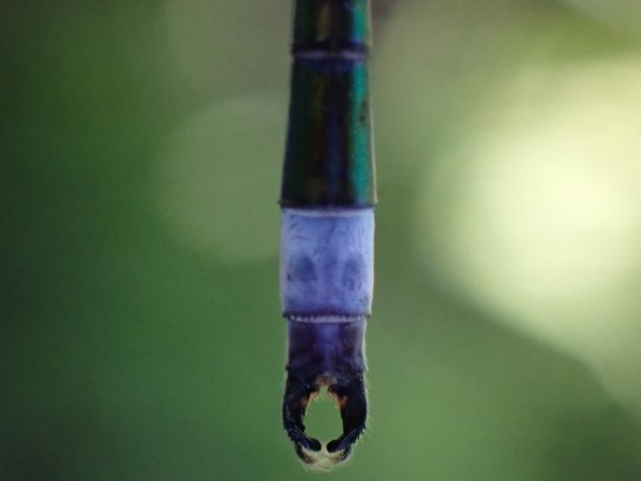 Photo of Elegant Spreadwing