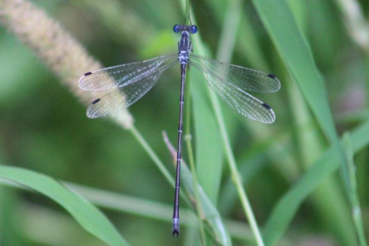 Photo of Slender Spreadwing