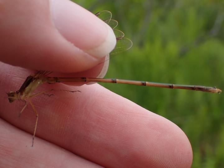 Photo of Slender Spreadwing