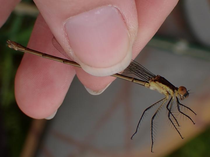 Photo of Swamp Spreadwing