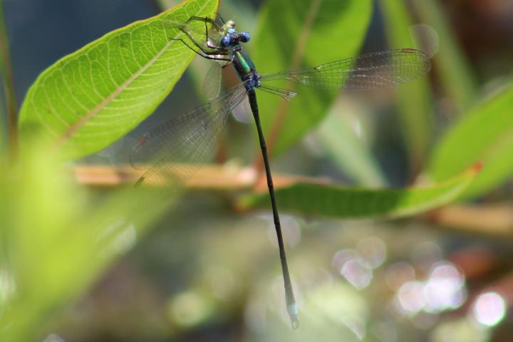 Photo of Swamp Spreadwing