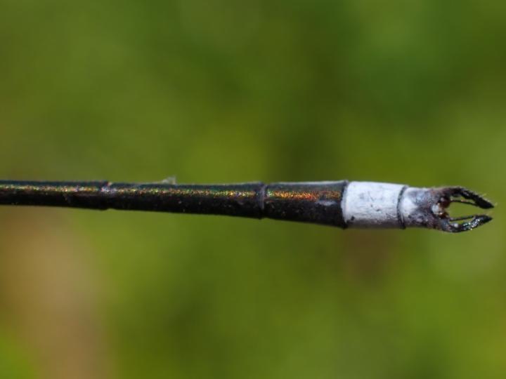 Photo of Swamp Spreadwing