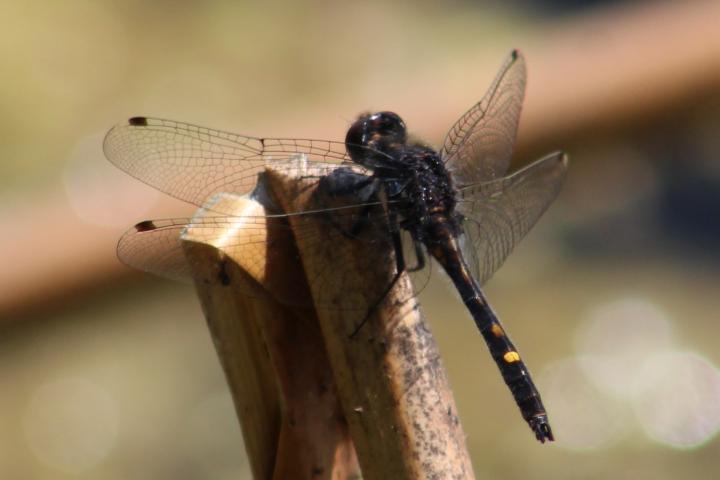 Photo of Dot-tailed Whiteface