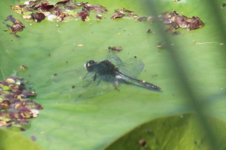 Photo of Dot-tailed Whiteface