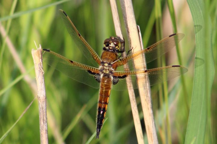 Photo of Four-spotted Skimmer