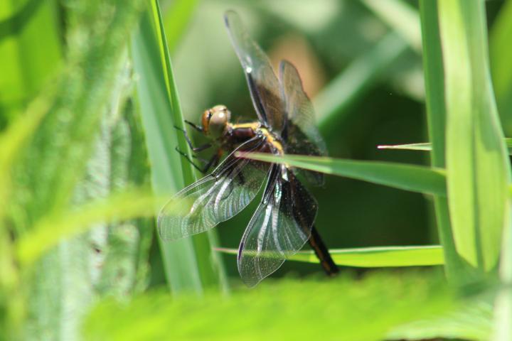 Photo of Widow Skimmer