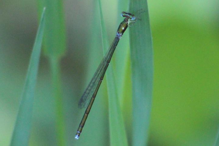 Photo of Sedge Sprite