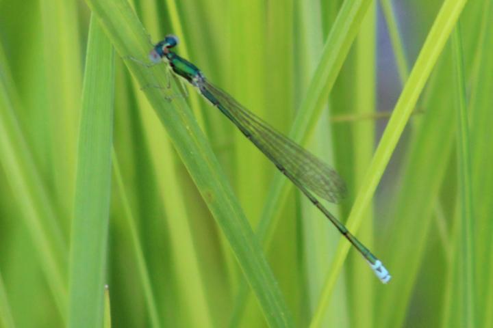 Photo of Sedge Sprite