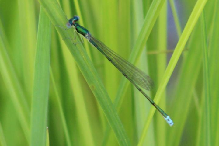 Photo of Sedge Sprite