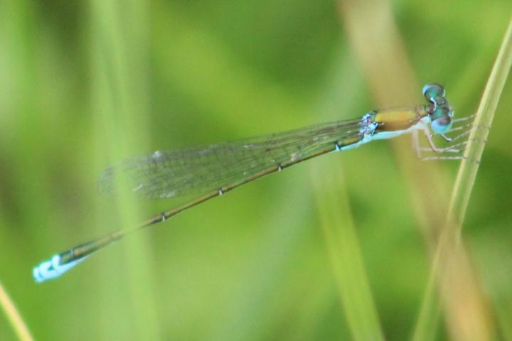 Photo of Sedge Sprite