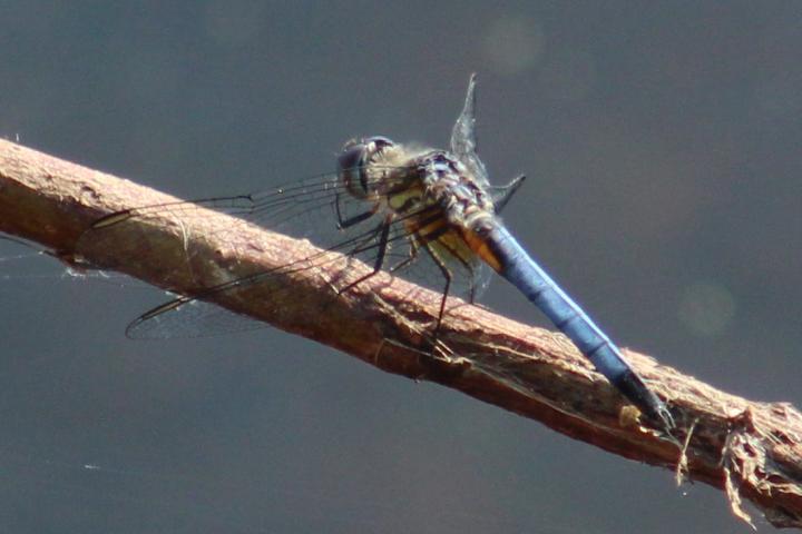 Photo of Blue Dasher