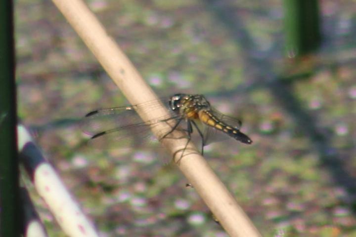 Photo of Blue Dasher