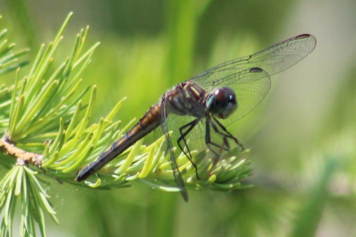 Photo of Blue Dasher