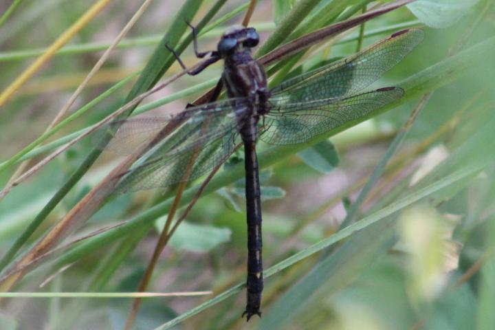 Photo of Dusky Clubtail