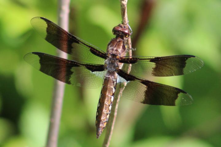 Photo of Common Whitetail