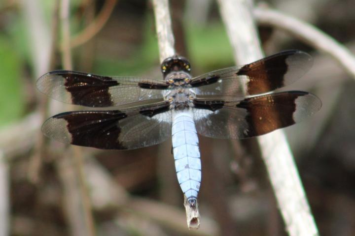 Photo of Common Whitetail