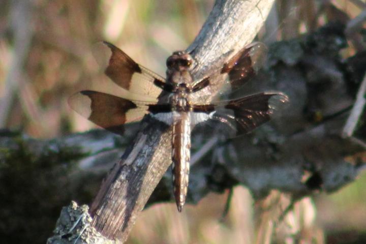 Photo of Common Whitetail