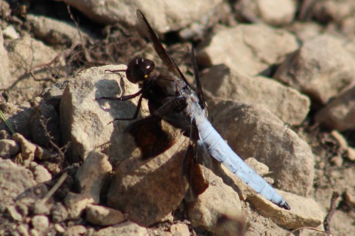 Photo of Common Whitetail