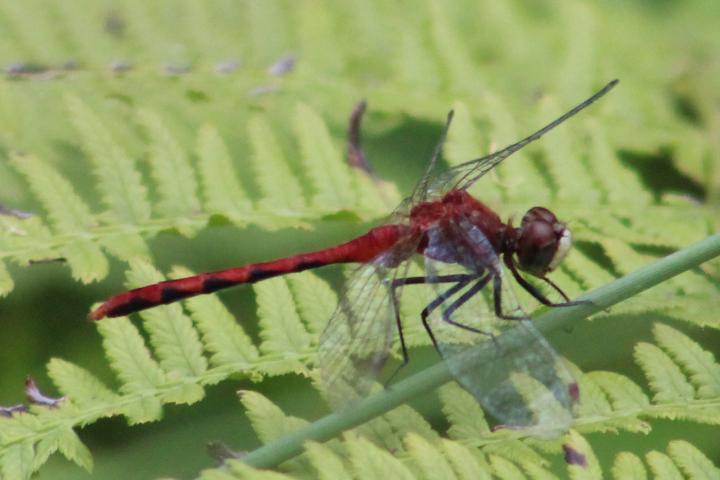 Photo of White-faced Meadowhawk