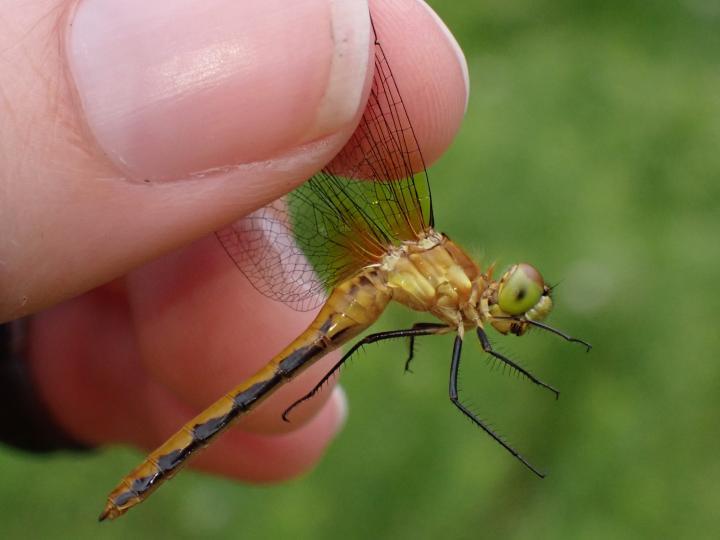 Photo of White-faced Meadowhawk