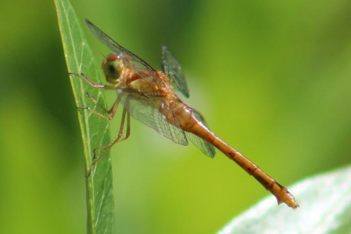 Photo of Autumn Meadowhawk