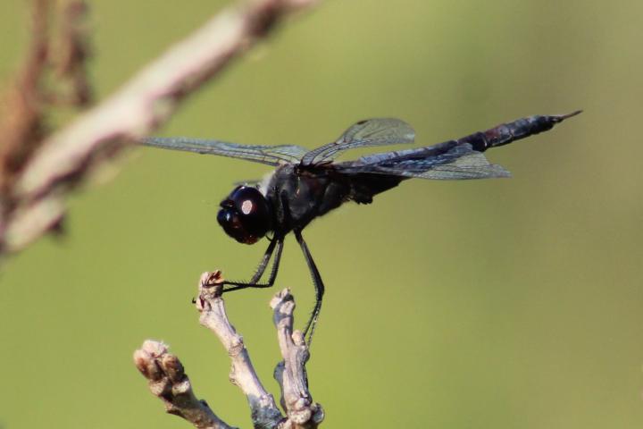 Photo of Black Saddlebags