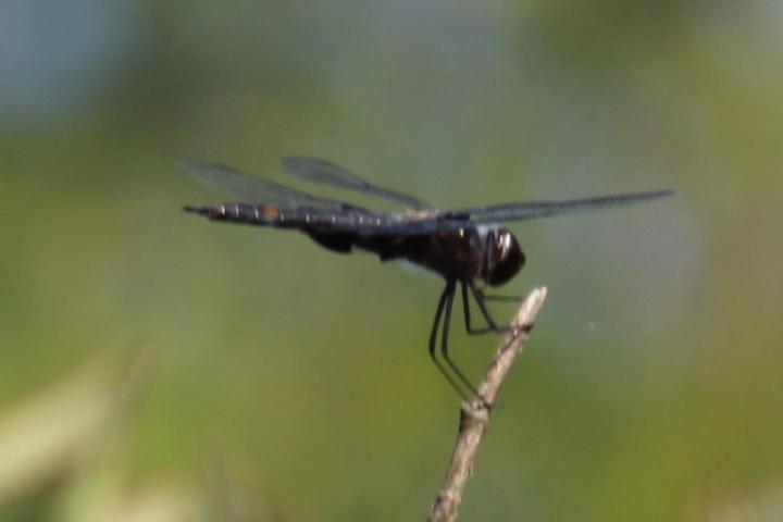 Photo of Black Saddlebags