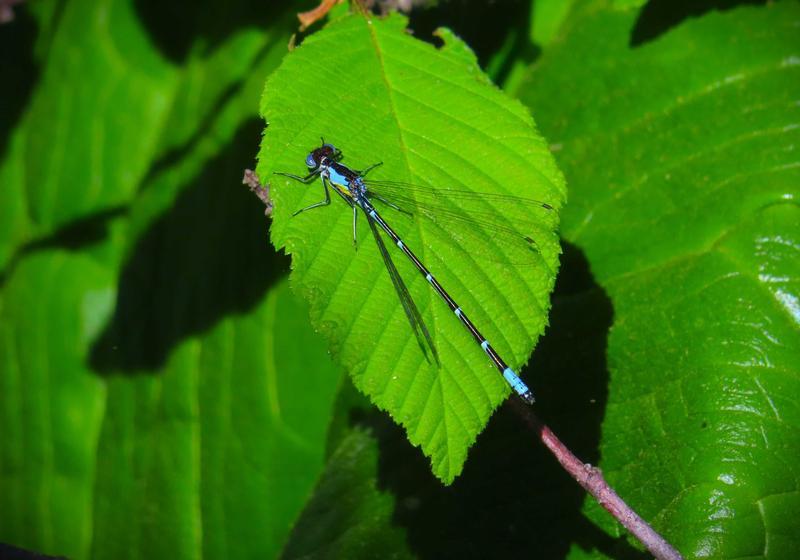 Photo of Aurora Damsel