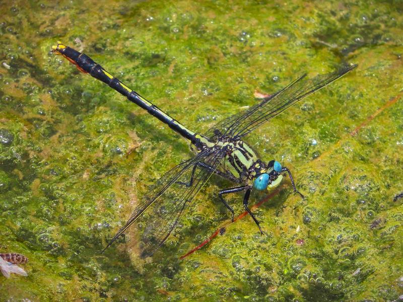 Photo of Lilypad Clubtail